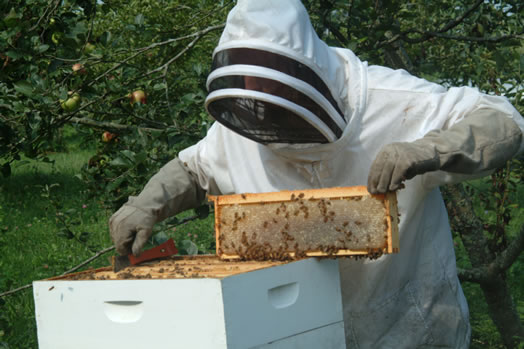 Honey Bee Removal