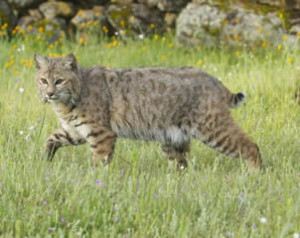 bobcat removal