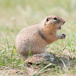 Gopher Removal