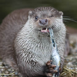 Otter removal